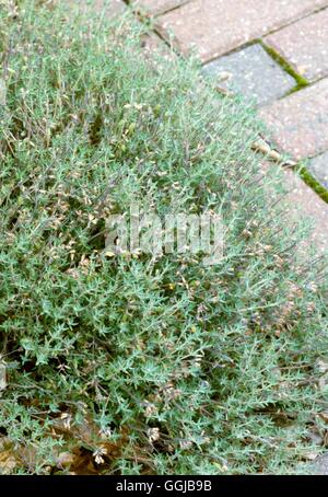 Thyme - Orange-scented - (HDRA - Organic) - (Thymus x citriodorus `Fragrantissimus')   HER057376 Stock Photo